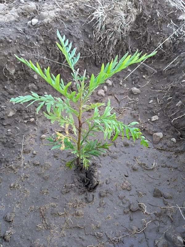 tree image
