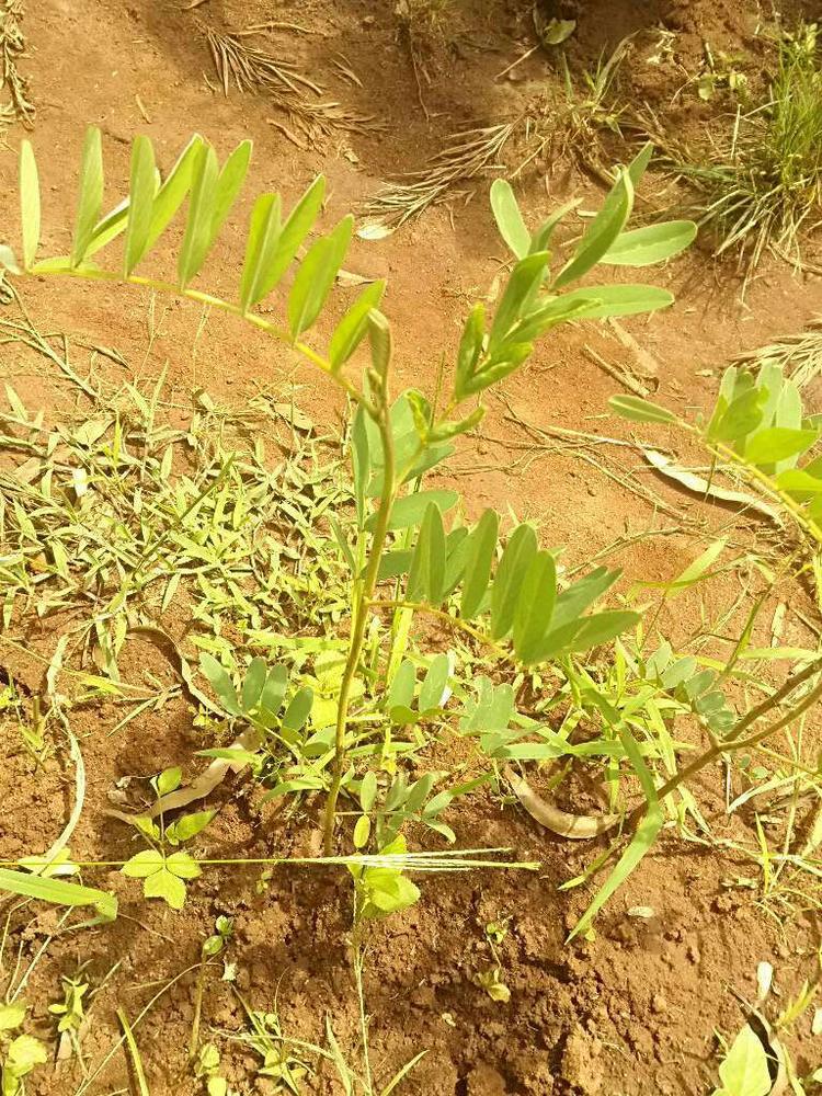 tree image