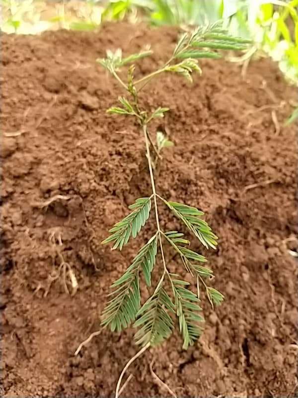 tree image