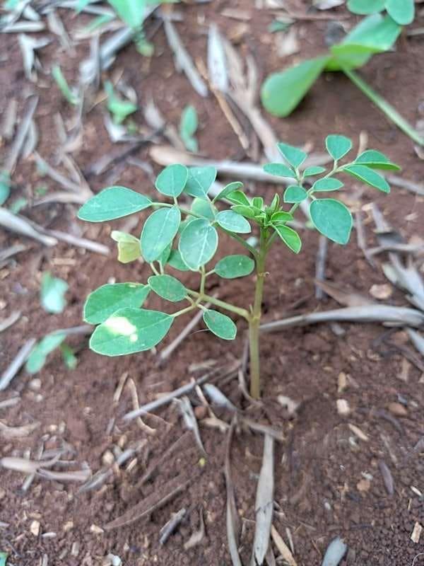 tree image