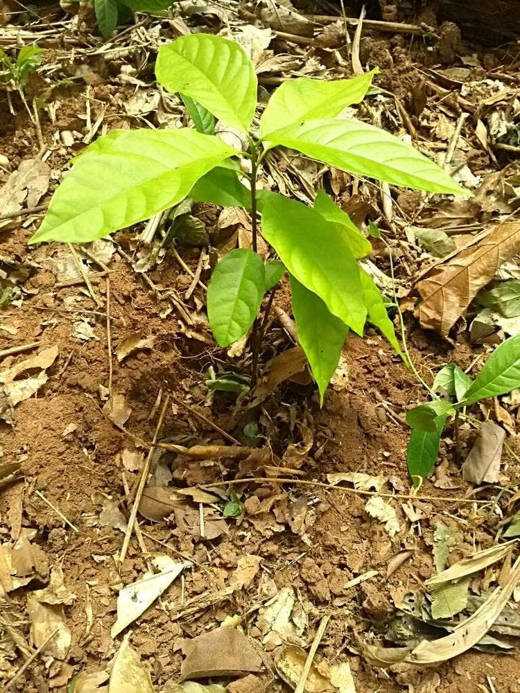 tree image