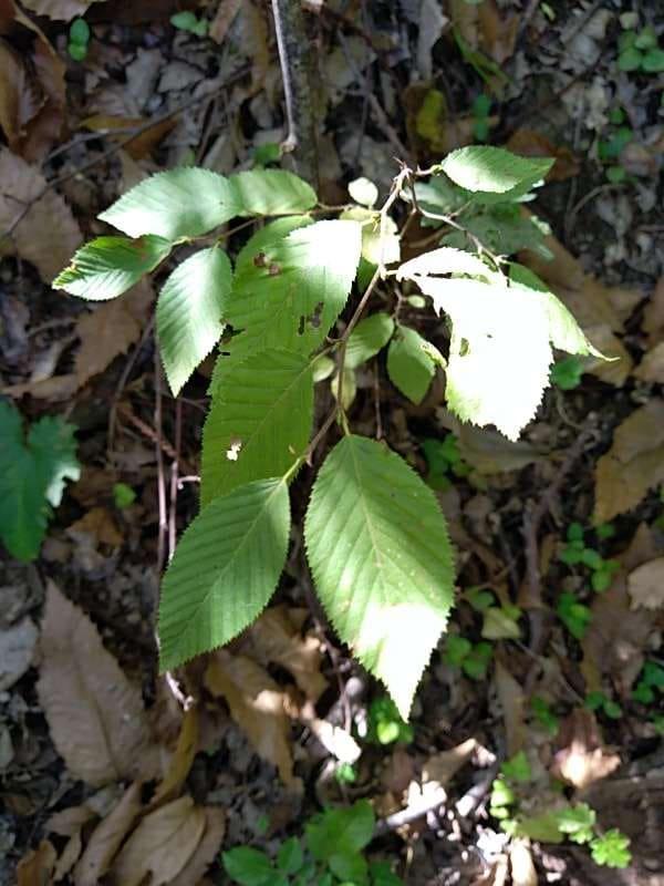 tree image