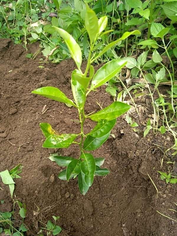 tree image