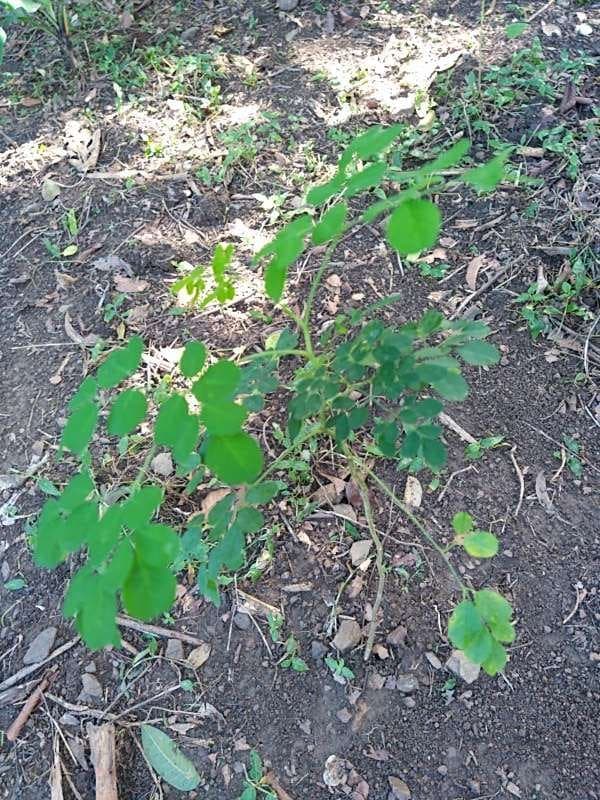 tree image