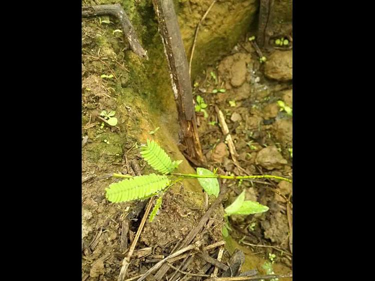 tree image