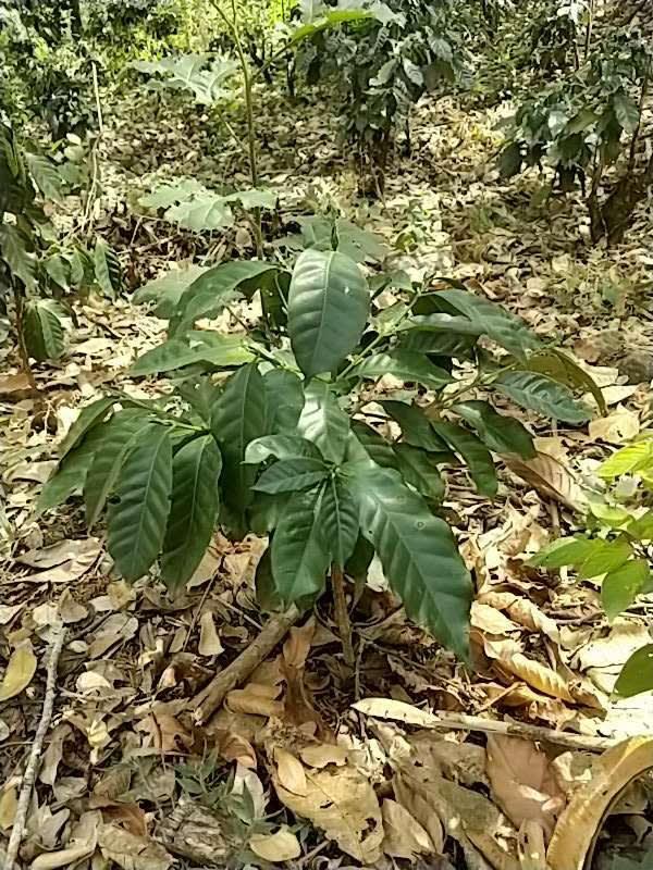 tree image