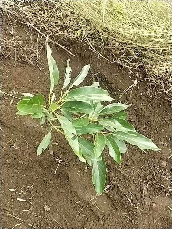 tree image