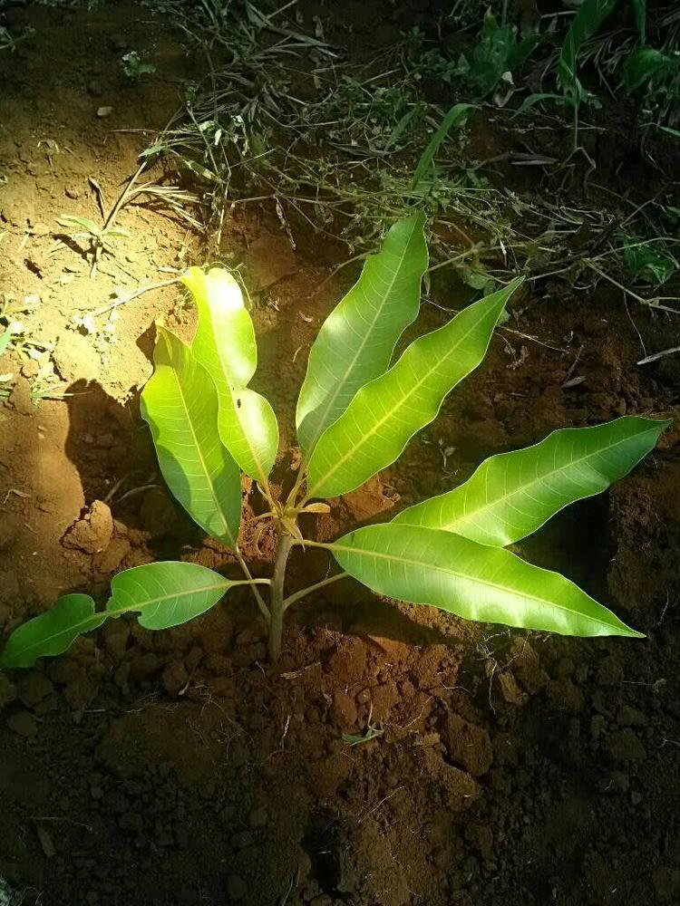 tree image
