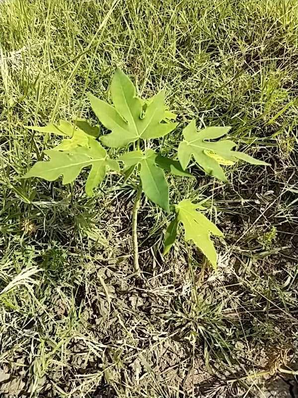 tree image