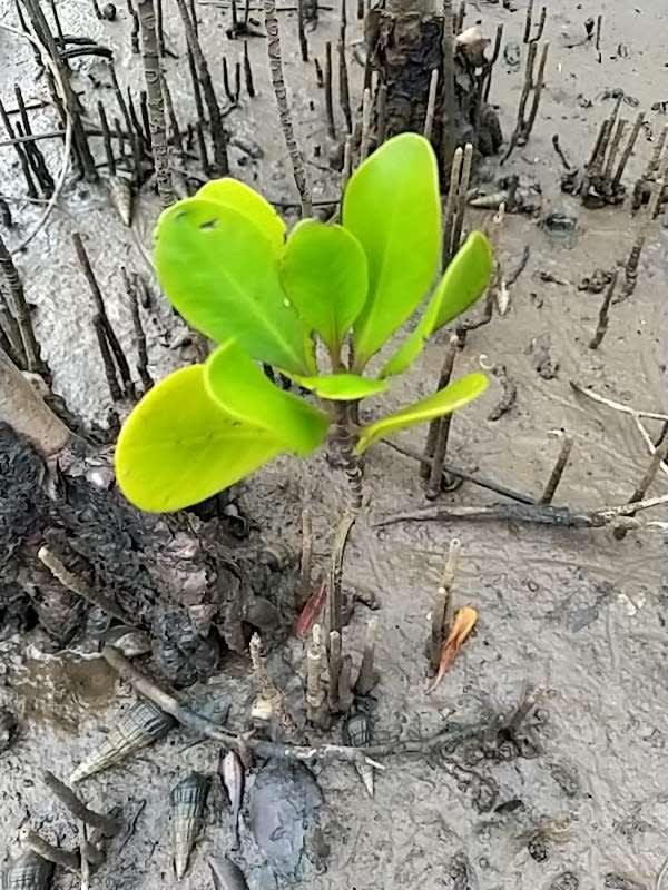 tree image