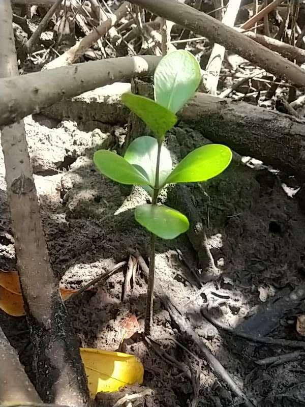 tree image
