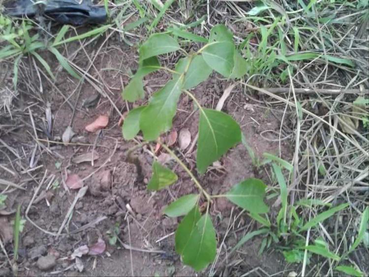 tree image