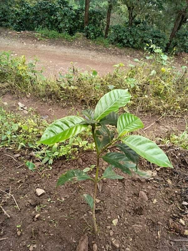 tree image