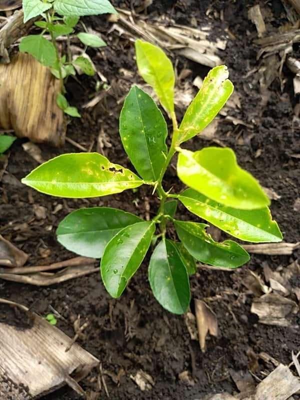 tree image