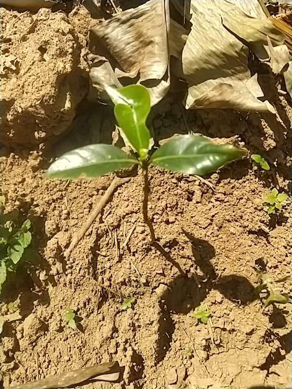 tree image