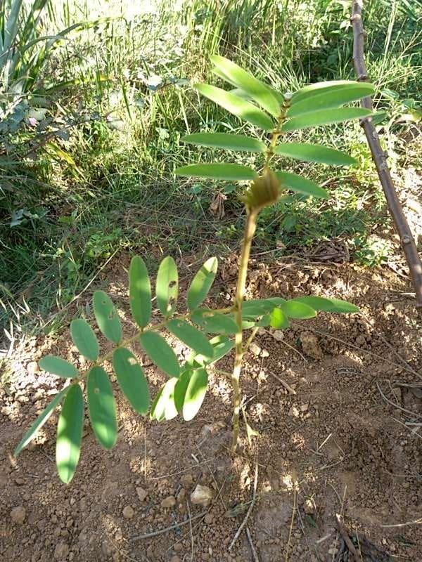 tree image