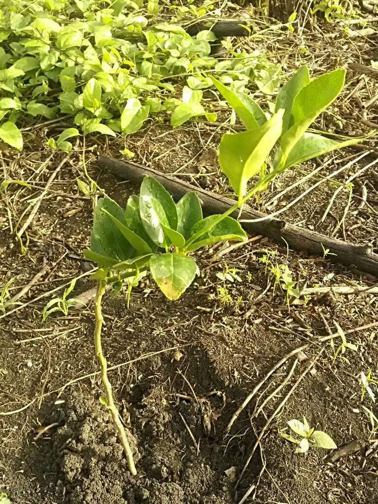 tree image