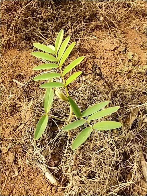 tree image