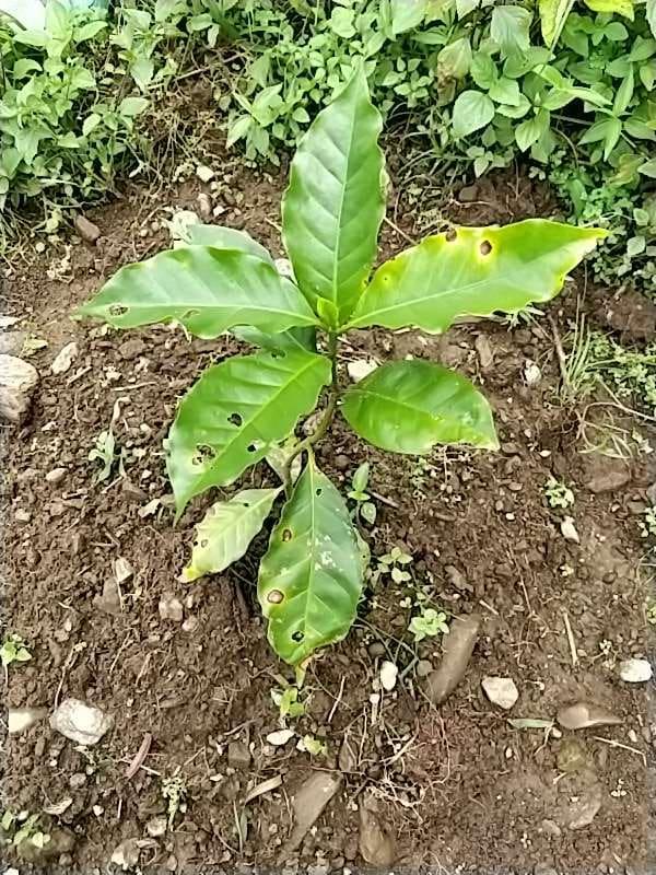 tree image