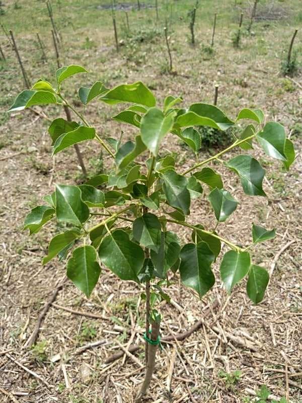 tree image