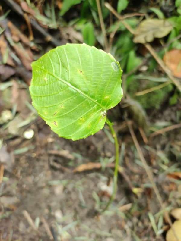 tree image