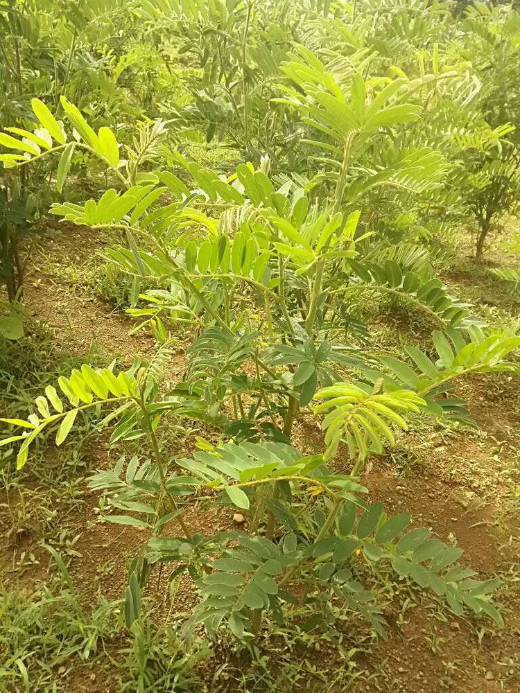 tree image