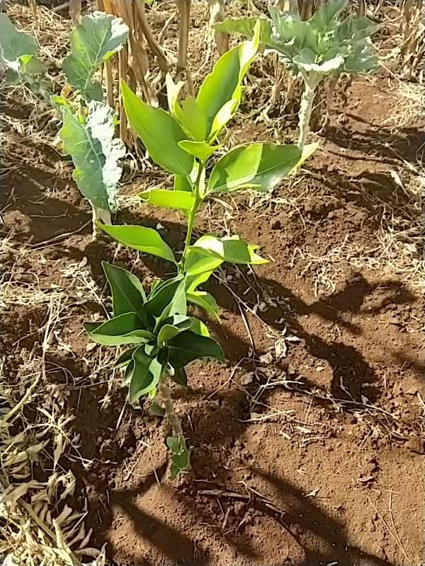 tree image