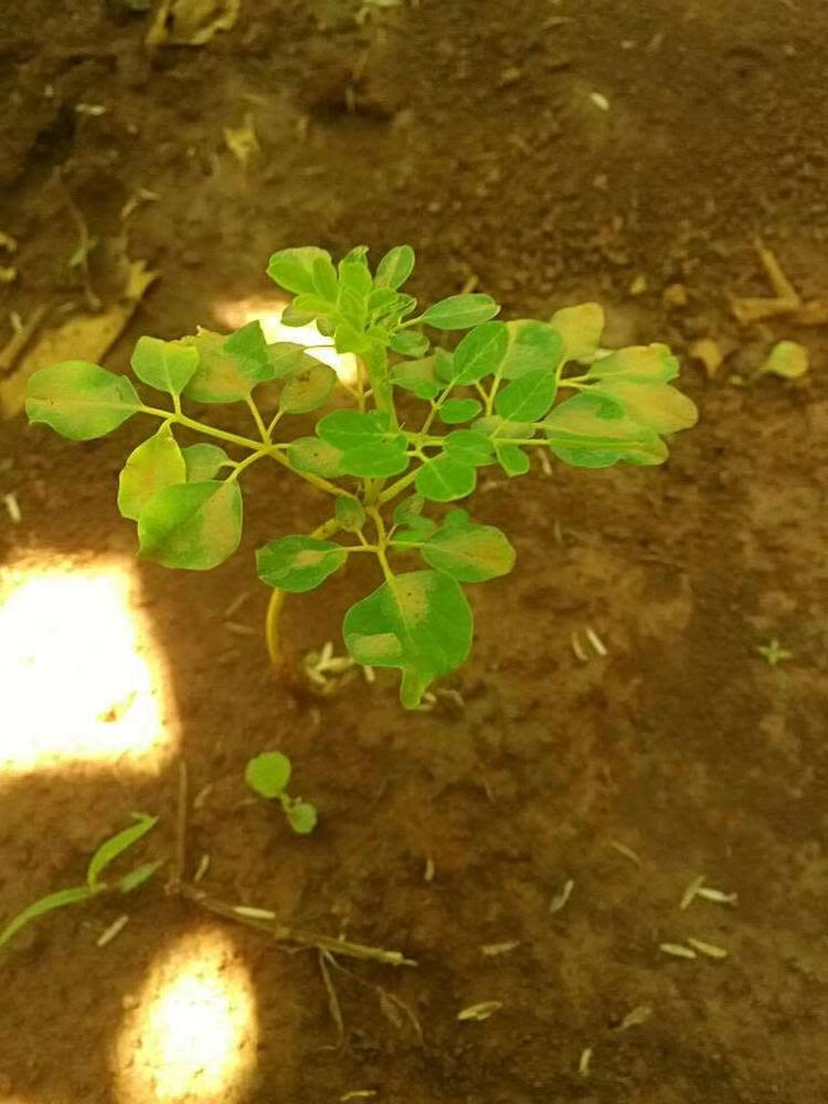 tree image