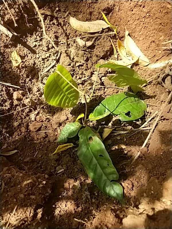 tree image