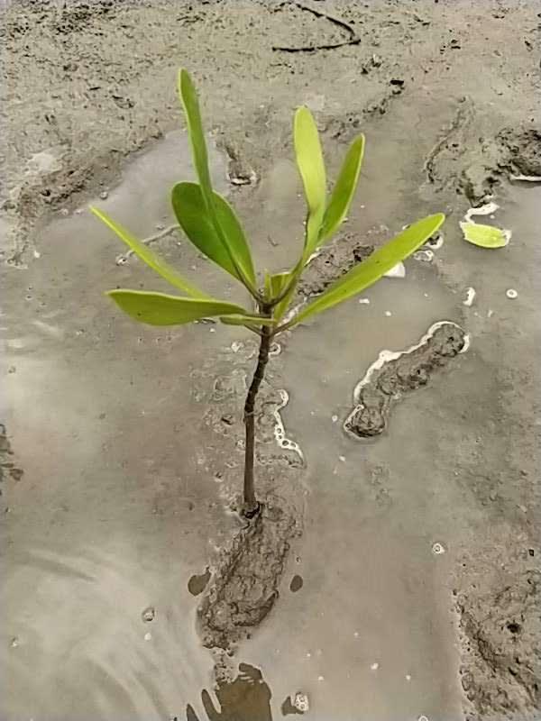 tree image