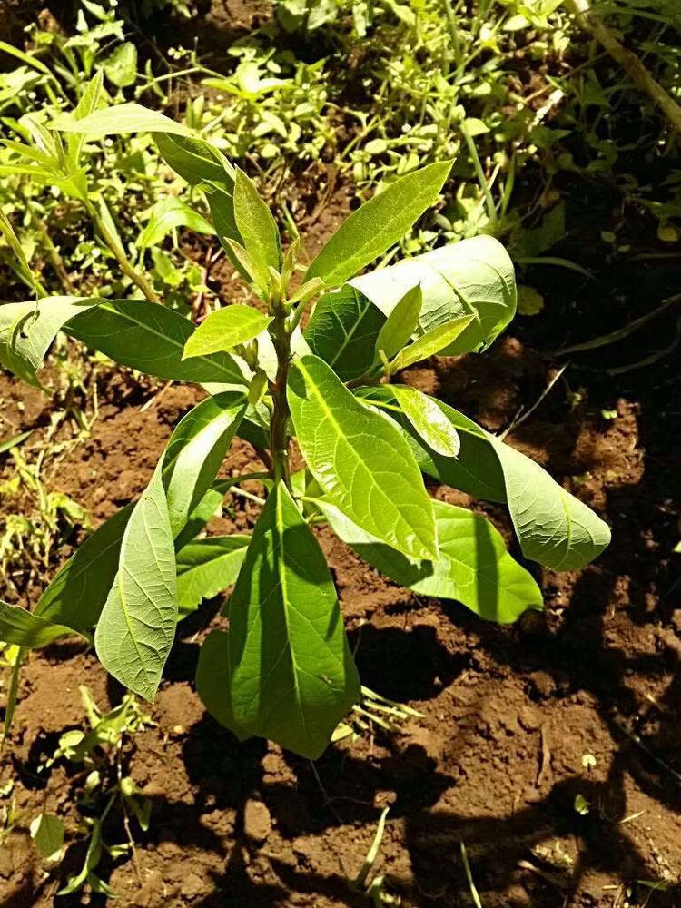 tree image