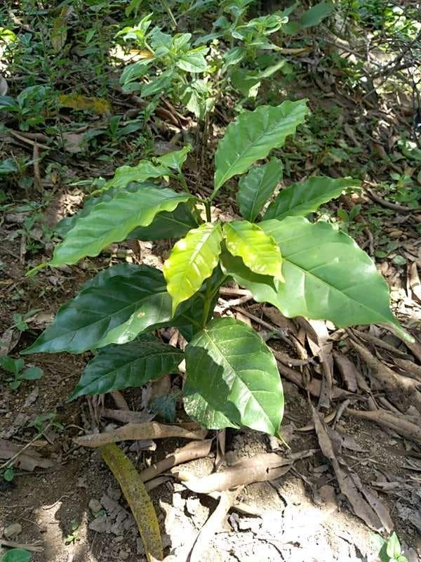 tree image