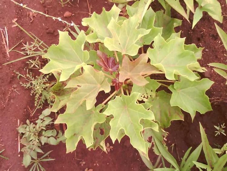 tree image