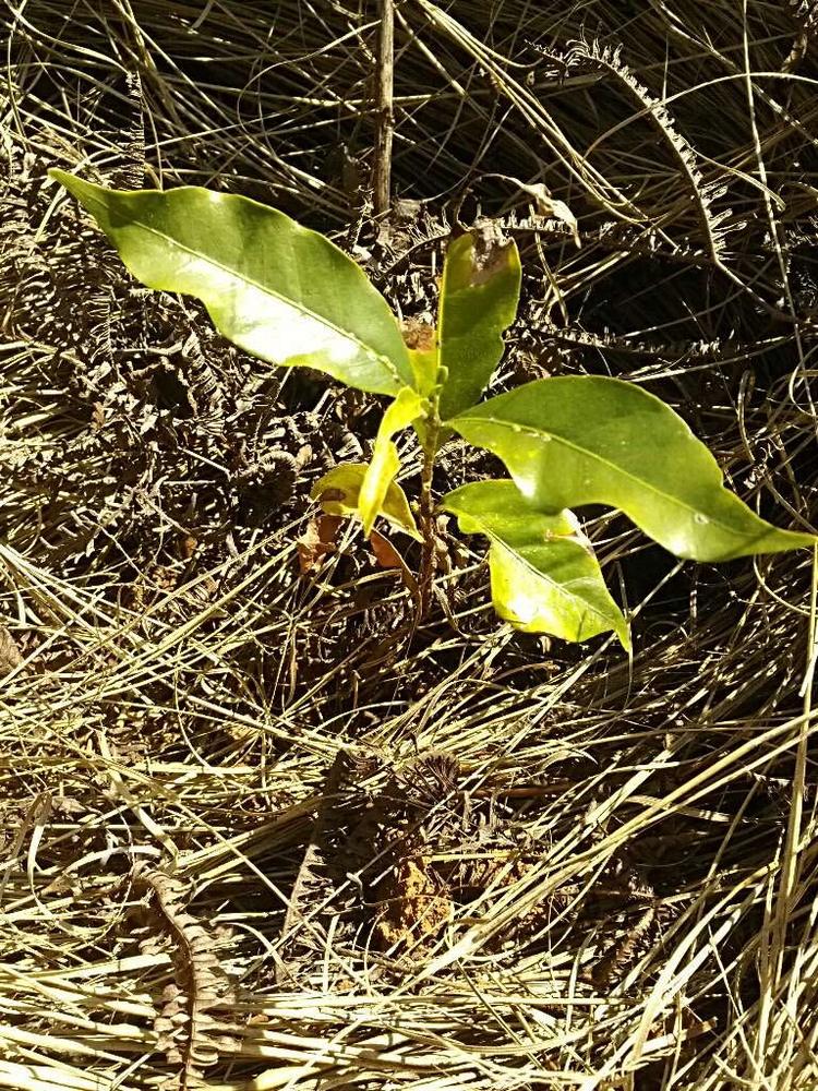 tree image