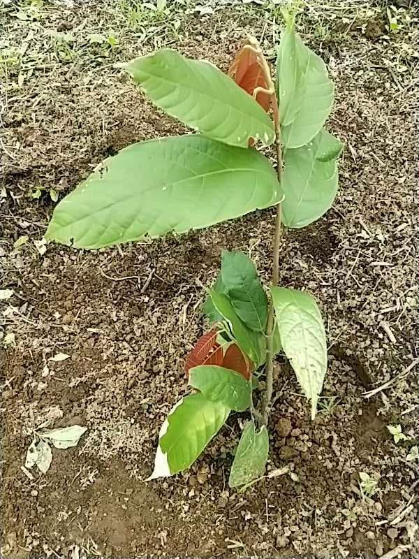 tree image