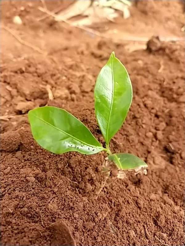 tree image