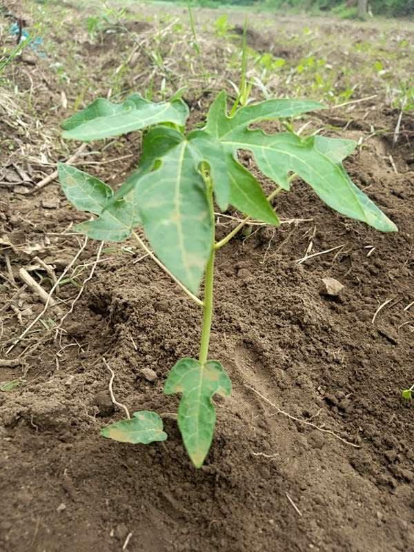 tree image