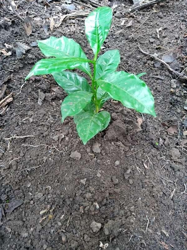 tree image