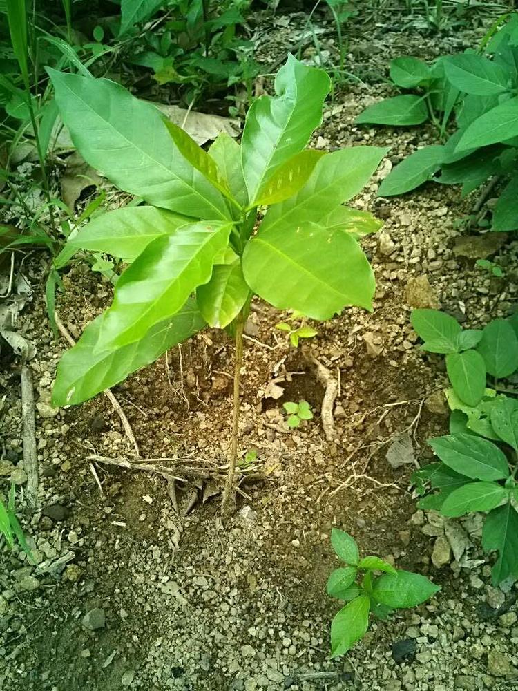 tree image