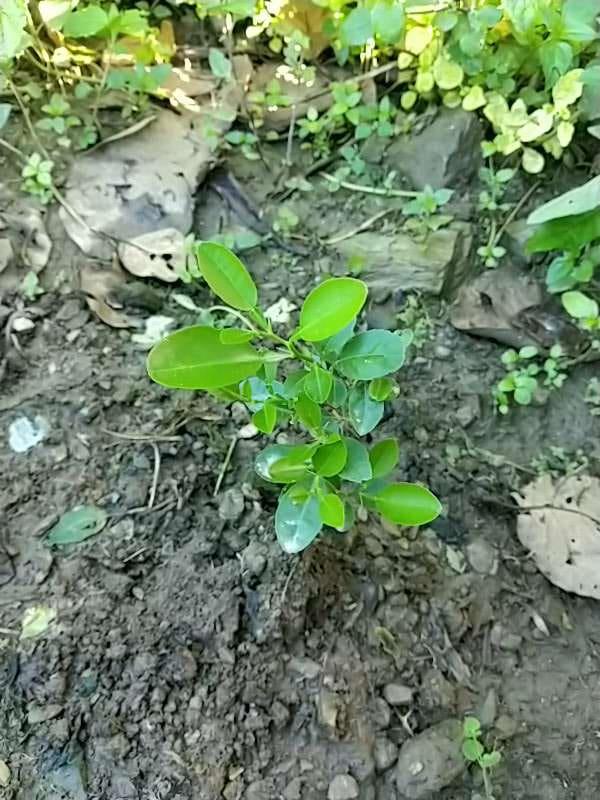 tree image
