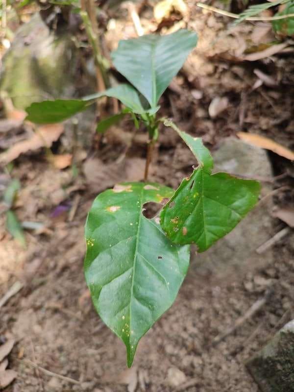 tree image
