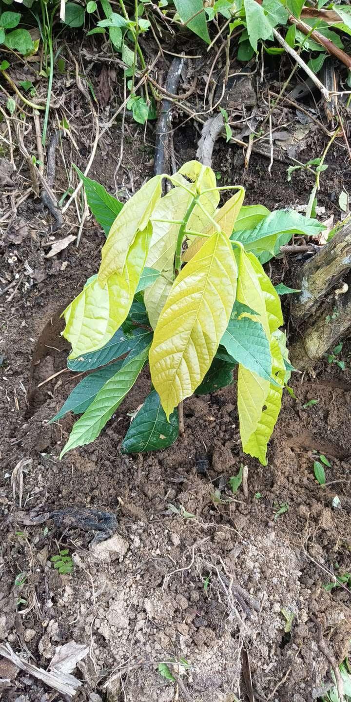 tree image