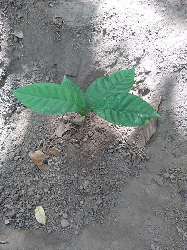tree image