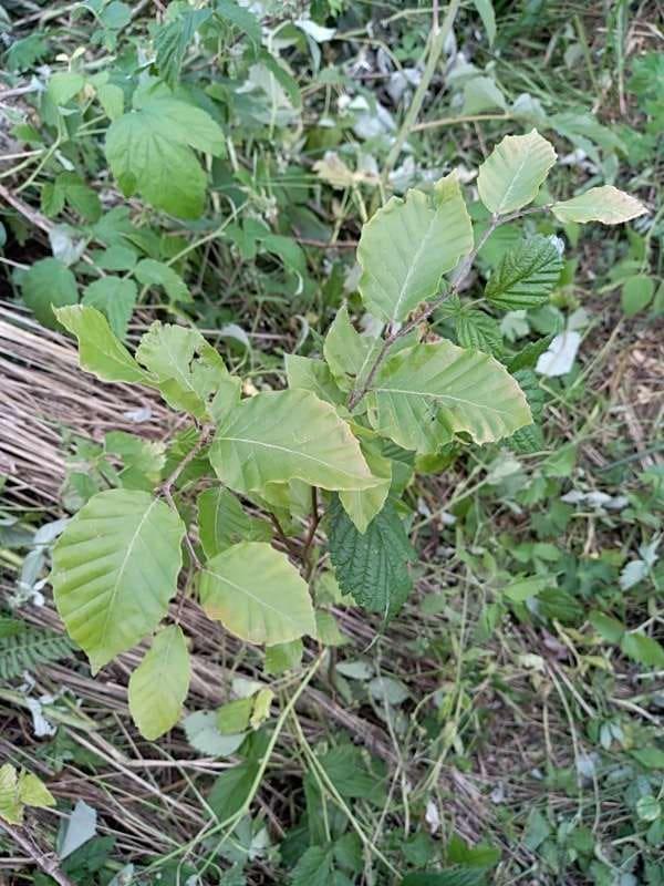 tree image