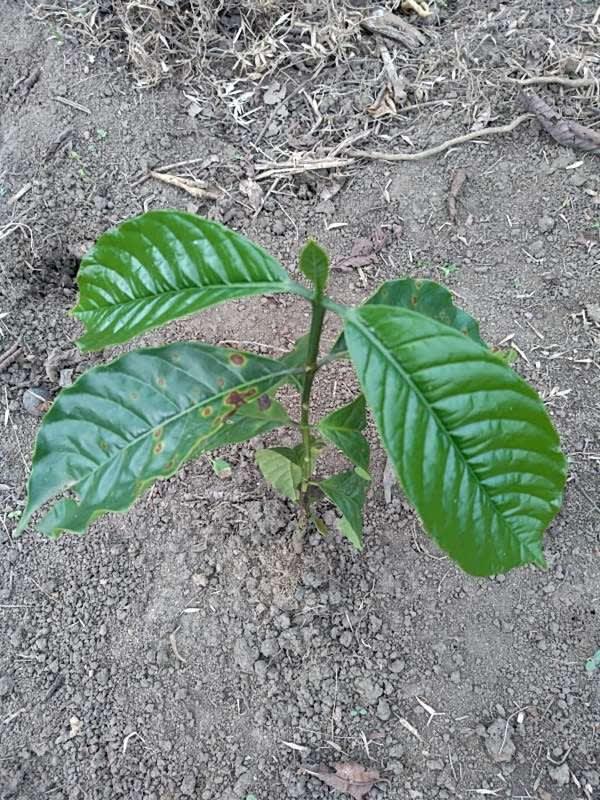 tree image