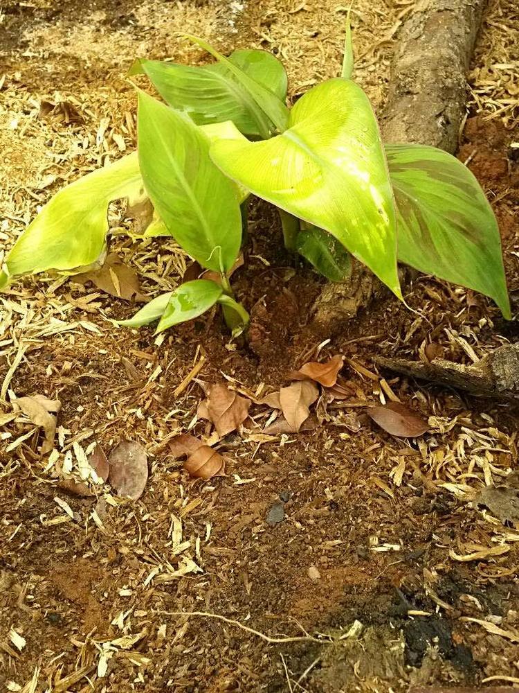 tree image