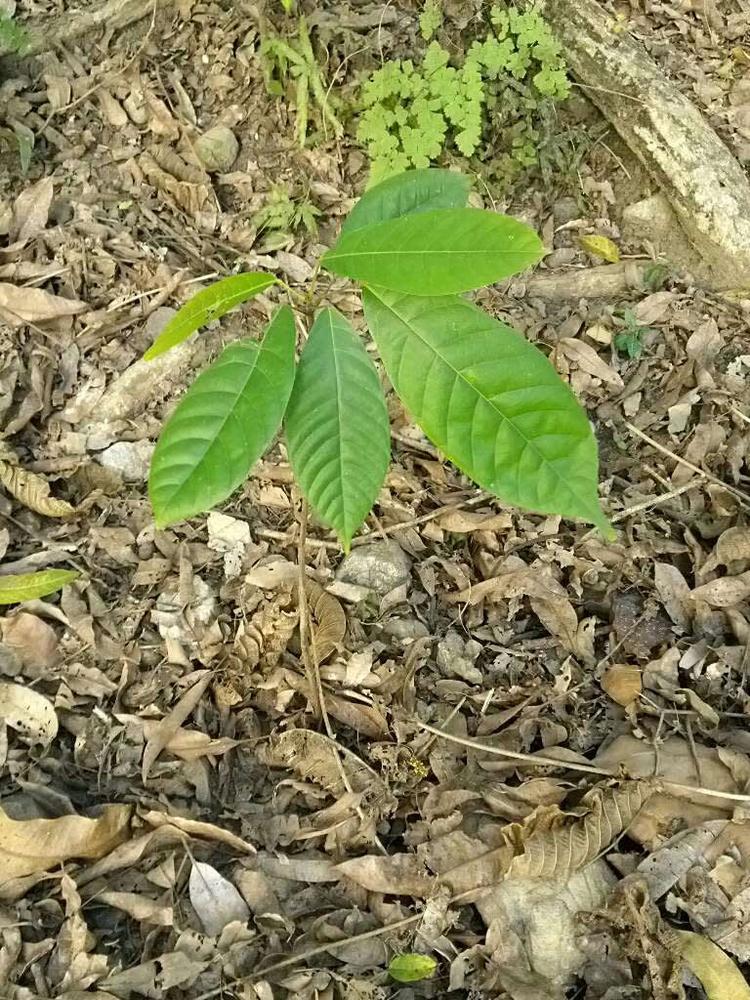 tree image