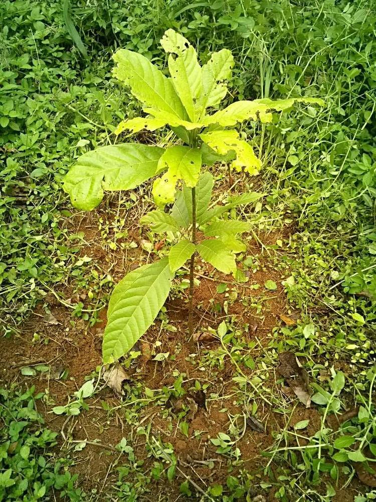 tree image