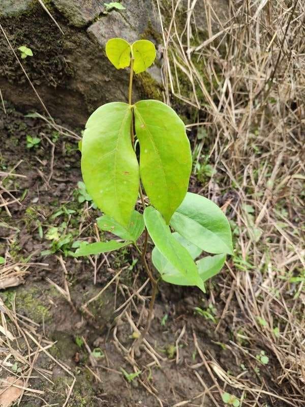 tree image