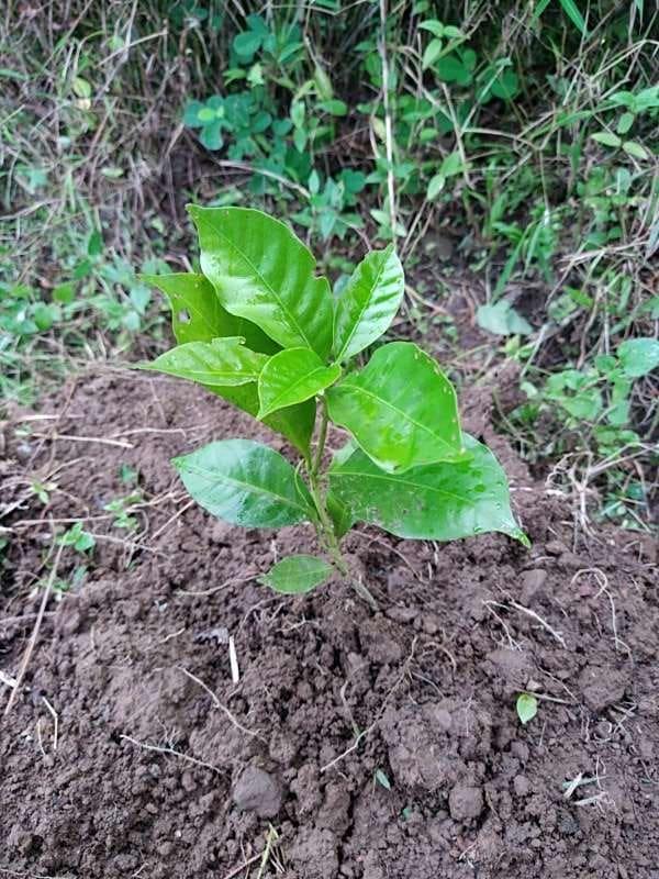 tree image
